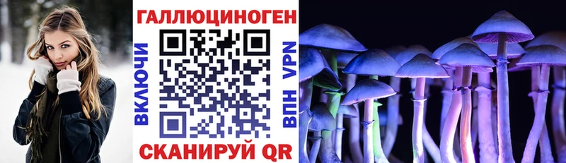 Купить где  Мещовск  Псилоцибиновые грибы мицелий 
